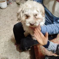 سگ نژاد شیتزو