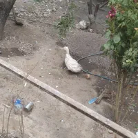 اردک ماده کلاهی
