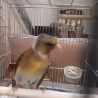 سهره قناری دهندار