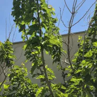 ۱۰۰۰ متر زمین در تهران دشت ،نمکلان