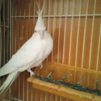 عروس هلندی|پرنده|مشهد, سجادیه|دیوار