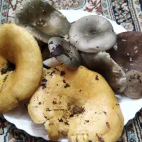 قارچ جنگلی|خوردنی و آشامیدنی|رشت, پل تالشان|دیوار