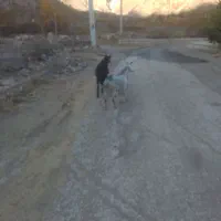 بز زاییده وابستن|حیوانات مزرعه|ناغان, |دیوار