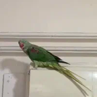 شاه طوطی اسکندری|پرنده|دزفول, |دیوار