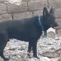 سگ فروشی|سگ|جیرفت, |دیوار