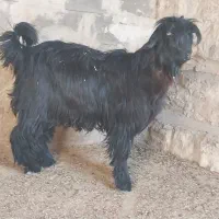 بیگ تخمی|حیوانات مزرعه|ایذه, |دیوار