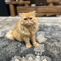 گربه پرشین نر