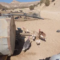 فروش ۴عدد بوقلمون|حیوانات مزرعه|سیوان, |دیوار