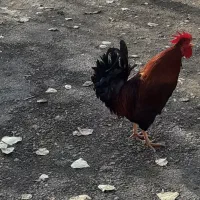 خروس محلی|حیوانات مزرعه|بیرانوند, |دیوار