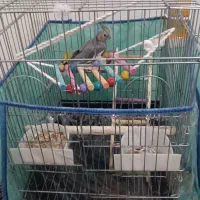 عروس هلندی|پرنده|تهران, مجیدآباد|دیوار