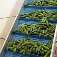 خیار
