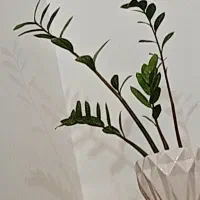 تمام گلها۴میلیون مقطوع به علت جابجایی