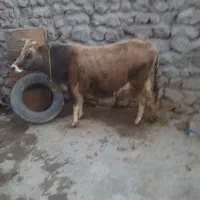 گاو گوساله محلی