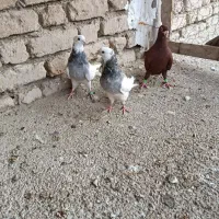 کفتر طوقی