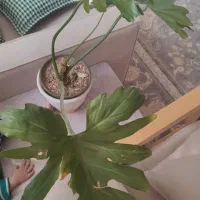 گل و گیاه|گل و گیاه طبیعی|شاهین‌شهر, شهرک گلدیس|دیوار