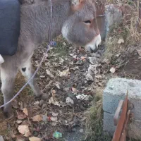 خر‌‌نر‌سالم‌