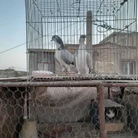 کبوتر|پرنده|اصفهان, سرشبادران|دیوار