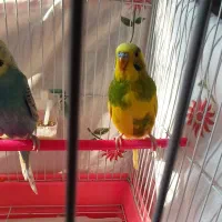 مرغ عشق. پرنده