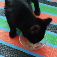 گربه سیاه کوچولو