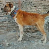 افغان سن  دوسال  گله ای موقعیت تربت