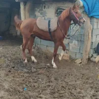 فروش اسب|اسب و تجهیزات اسب‌سواری|جوانرود, |دیوار