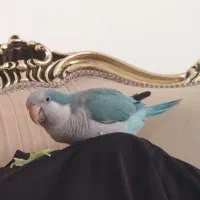 طوطی راهب سخنگو