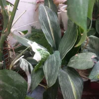 فروش فوری و ارزان گلهای خاص خانگی