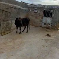 گاو|حیوانات مزرعه|ایجرود, |دیوار