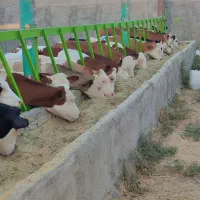 فروش ویژه گوساله های پرواری اصیل|حیوانات مزرعه|بندر ترکمن, |دیوار