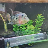 فلاور|ماهی|نیشابور, شریعتی|دیوار