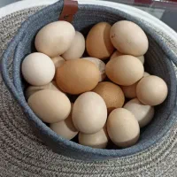 تخم مرغ محلی