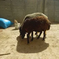 فروش بره همراه ذبح