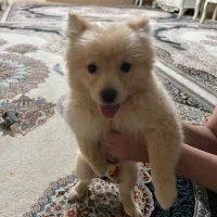 حیوان خوانگی|سگ|کرج, عظیمیه|دیوار