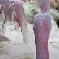 بوقلمون‌گوشتی