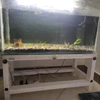 فروش فوری اکواریوم با امکانات|ماهی|رشت, نخودچر|دیوار