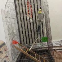 پرنده|پرنده|اقبالیه, |دیوار