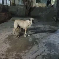 معاوضه ماده سرابی