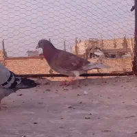 نربورمکس|حیوانات|زاهدان, |دیوار