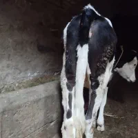 گوساله ماده سیمنتال خوش خوراک|حیوانات مزرعه|میاندوآب, |دیوار