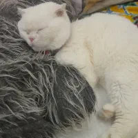 گربه اسکاتیش