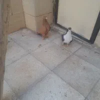 کبوتر فروشی|پرنده|سبزوار, جهاد کشاورزی|دیوار