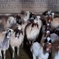 میش زایده ابستن کرمانشاهی شیشک