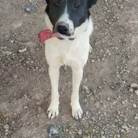 توله ماده ۱۰ماهه افغان دم کل