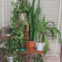 استند گل طبیعی با قیمت