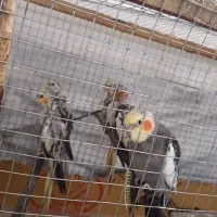 فروش عروس هلندی نر