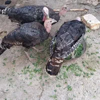 بوقلمون سالم وسرحال