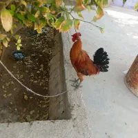 باسلام خروس محلی|حیوانات مزرعه|بندر گناوه, |دیوار