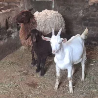 میش و بره و قوچ‌سنجابی