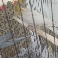 عروس هلندی ماده