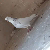 کبوتر طوقی غریب گیری|پرنده|نورآباد, |دیوار